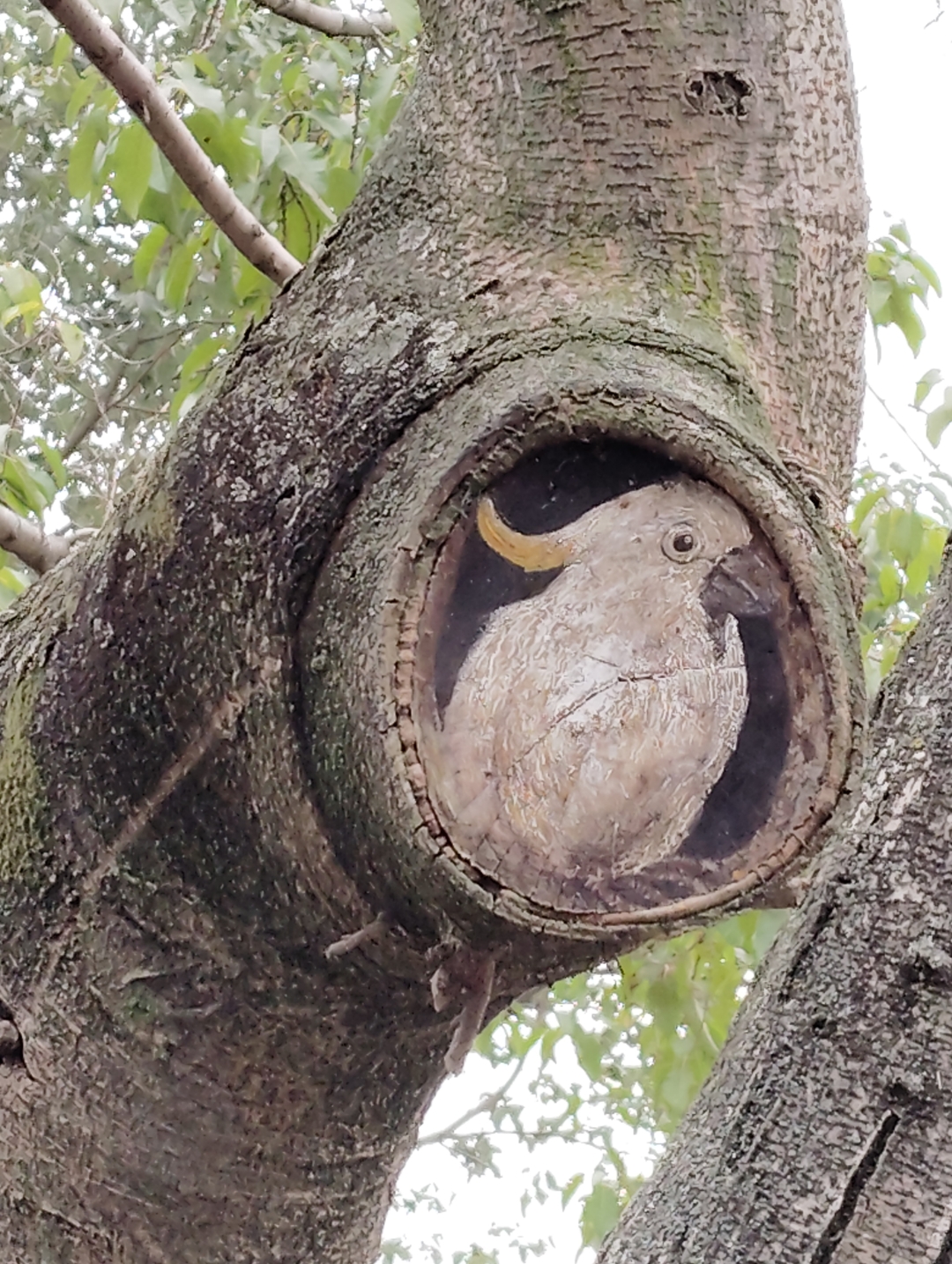 瞧,这是不是树洞里藏着一只鸟?