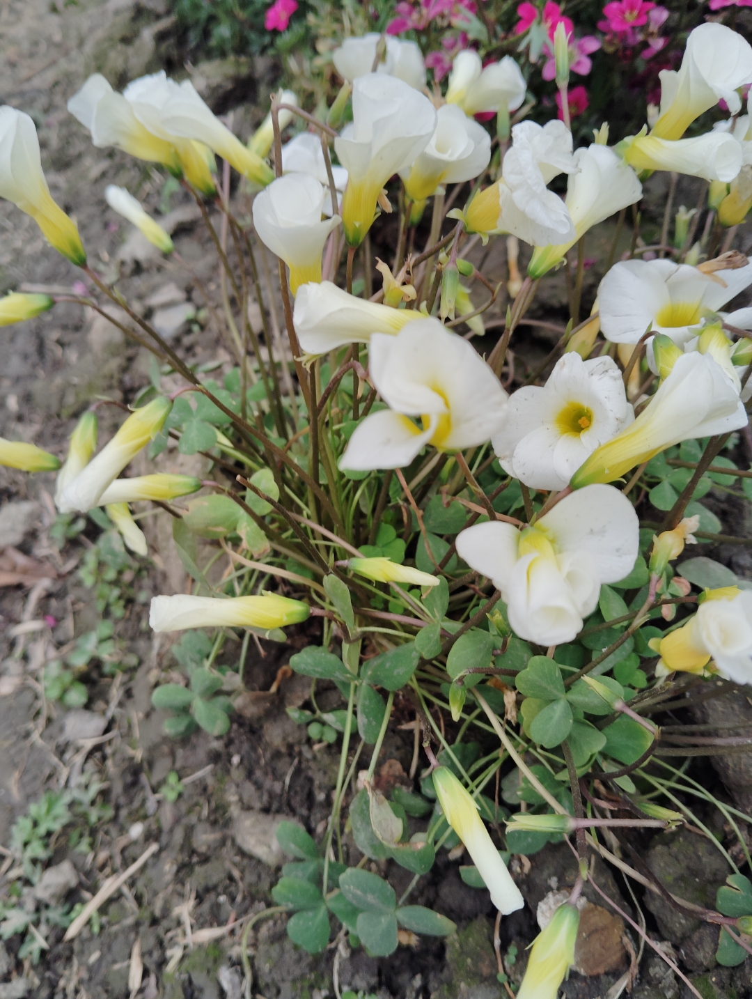 气味如醋与灯笼草之酸浆名同物异于是便有了酢浆草之名