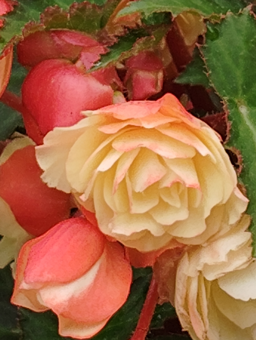 此海棠非彼海棠哦,秋海棠又称相思草