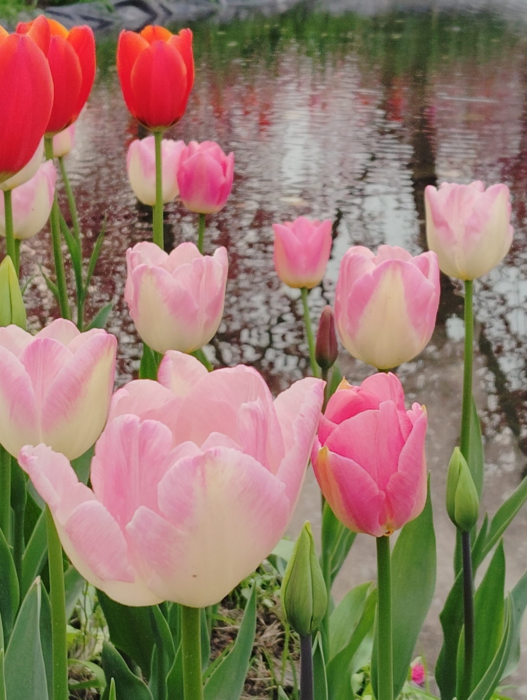 郁金香开成花海,快来打卡!