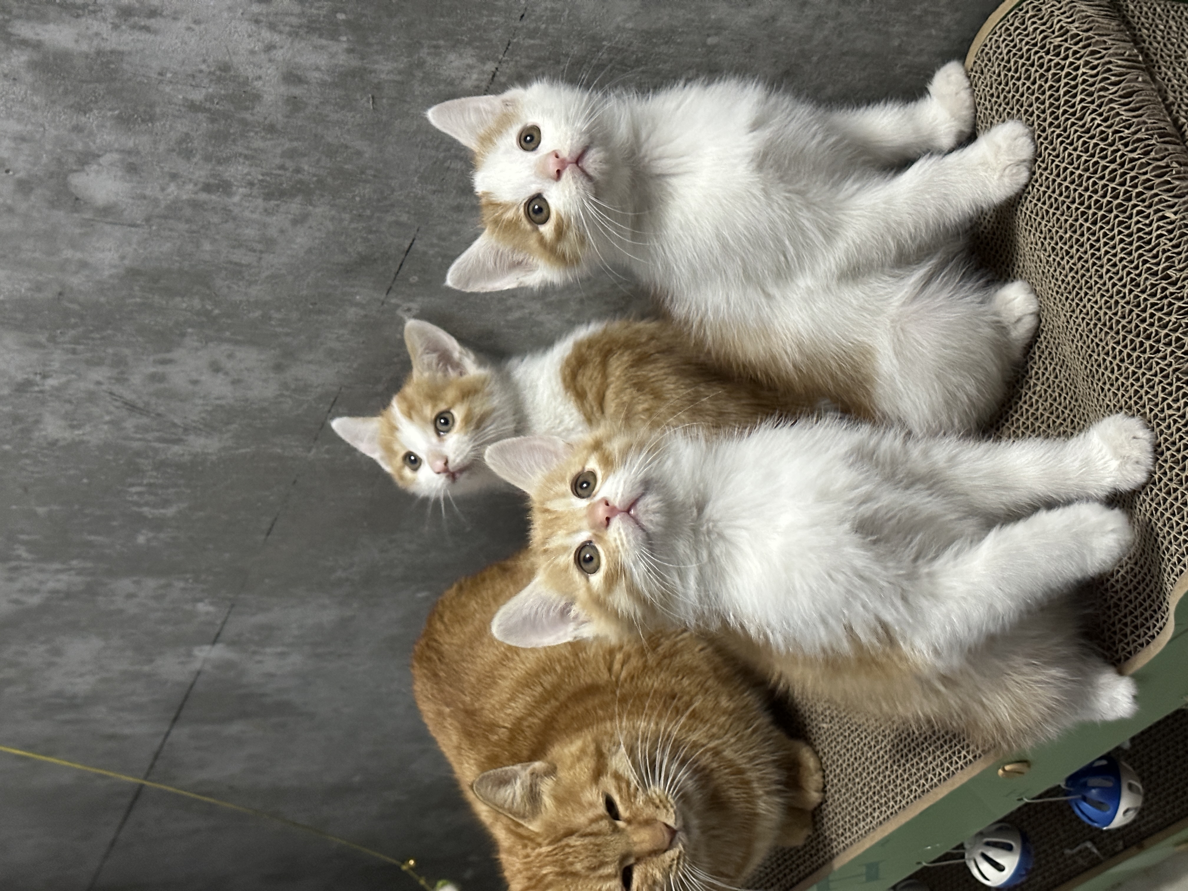 她生的这一窝小猫咪一共有四只,长的都非常漂亮.