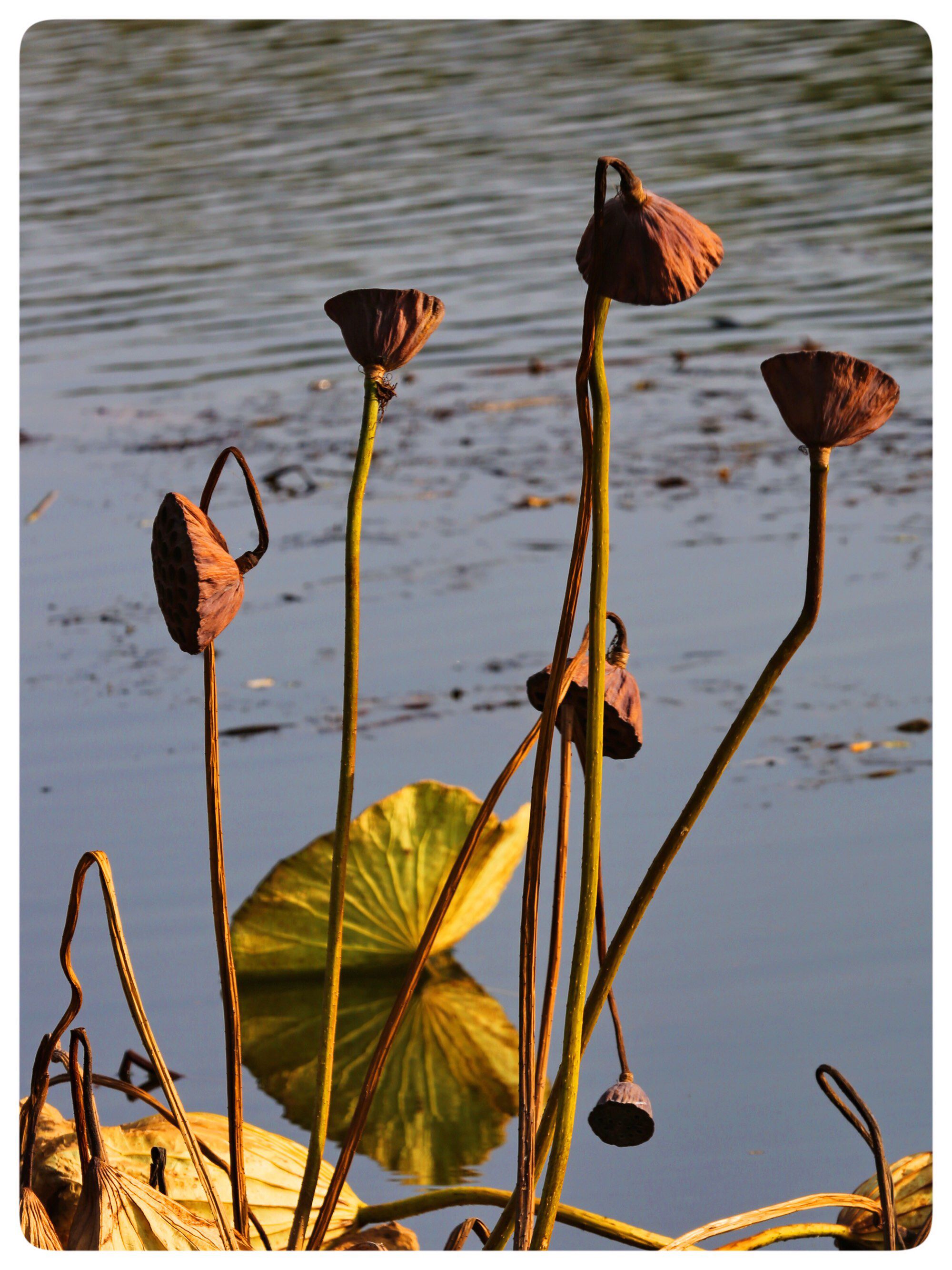西江月(深秋钓残菏)  云低湖天一色, 水寒鸥鹭齐飞. 荻花蒲絮任风吹.