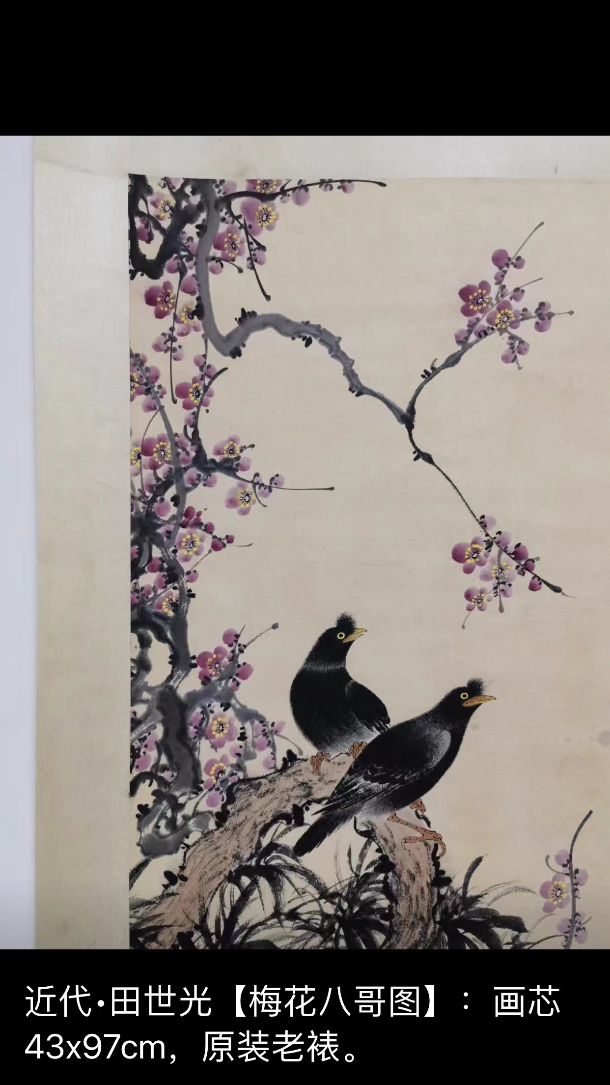 近代   田世光  [  梅花八哥图  ]   画芯 43x97cm.