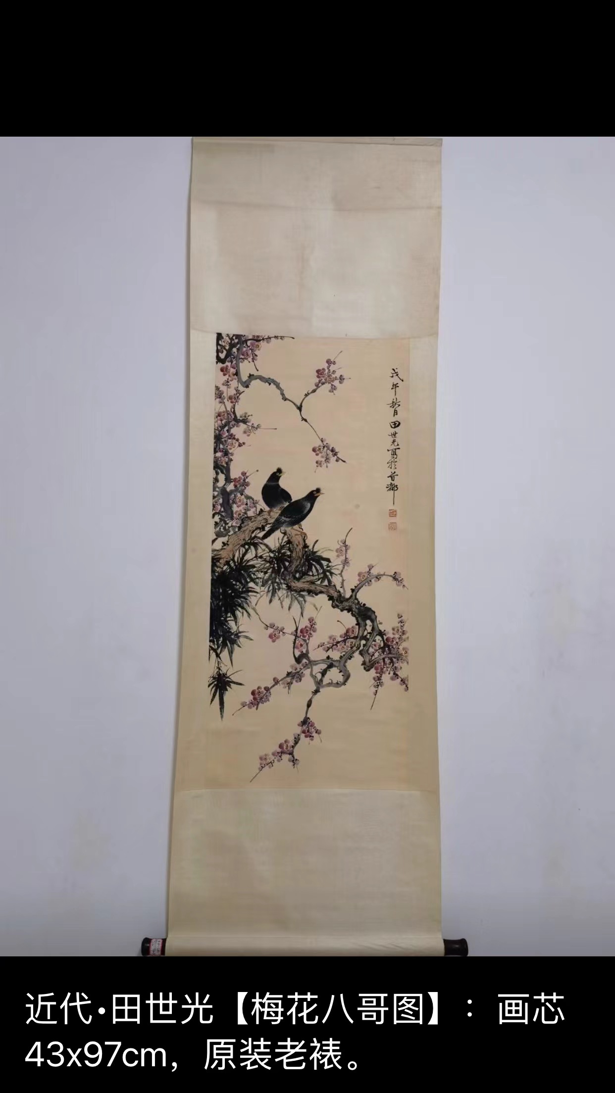 近代   田世光  [  梅花八哥图  ]   画芯 43x97cm.