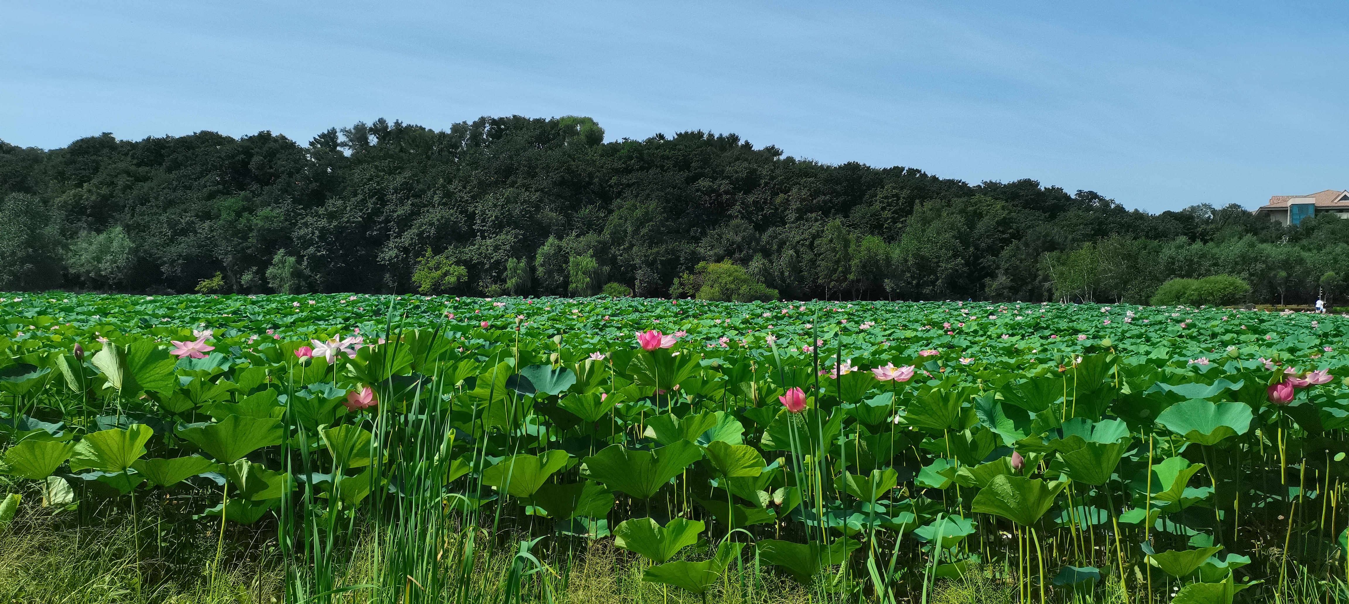 游长春净月潭十四行诗  已是立秋的季节 净月潭景区游人依然很多 湖上