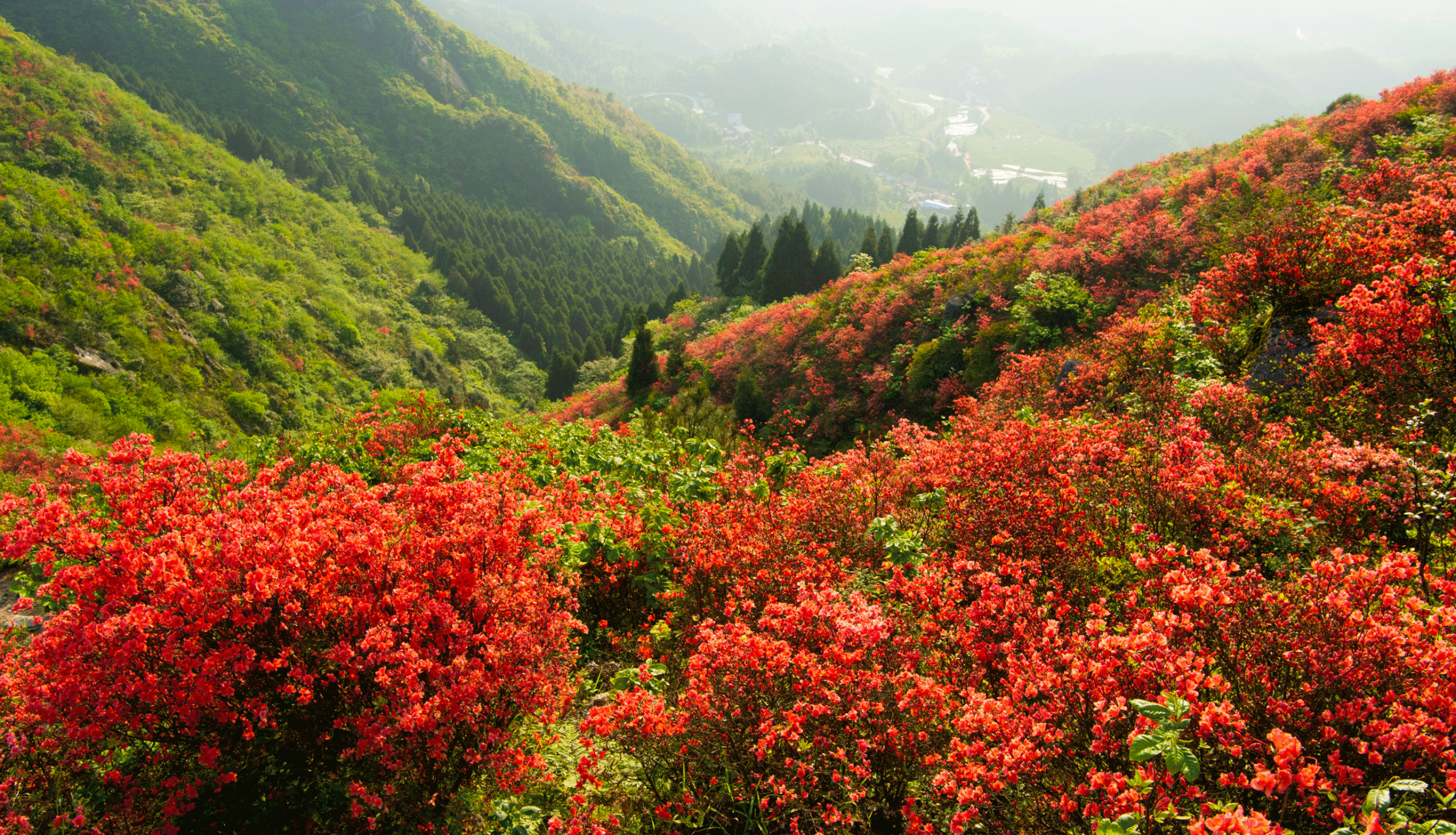 桂阳扶苍山图片