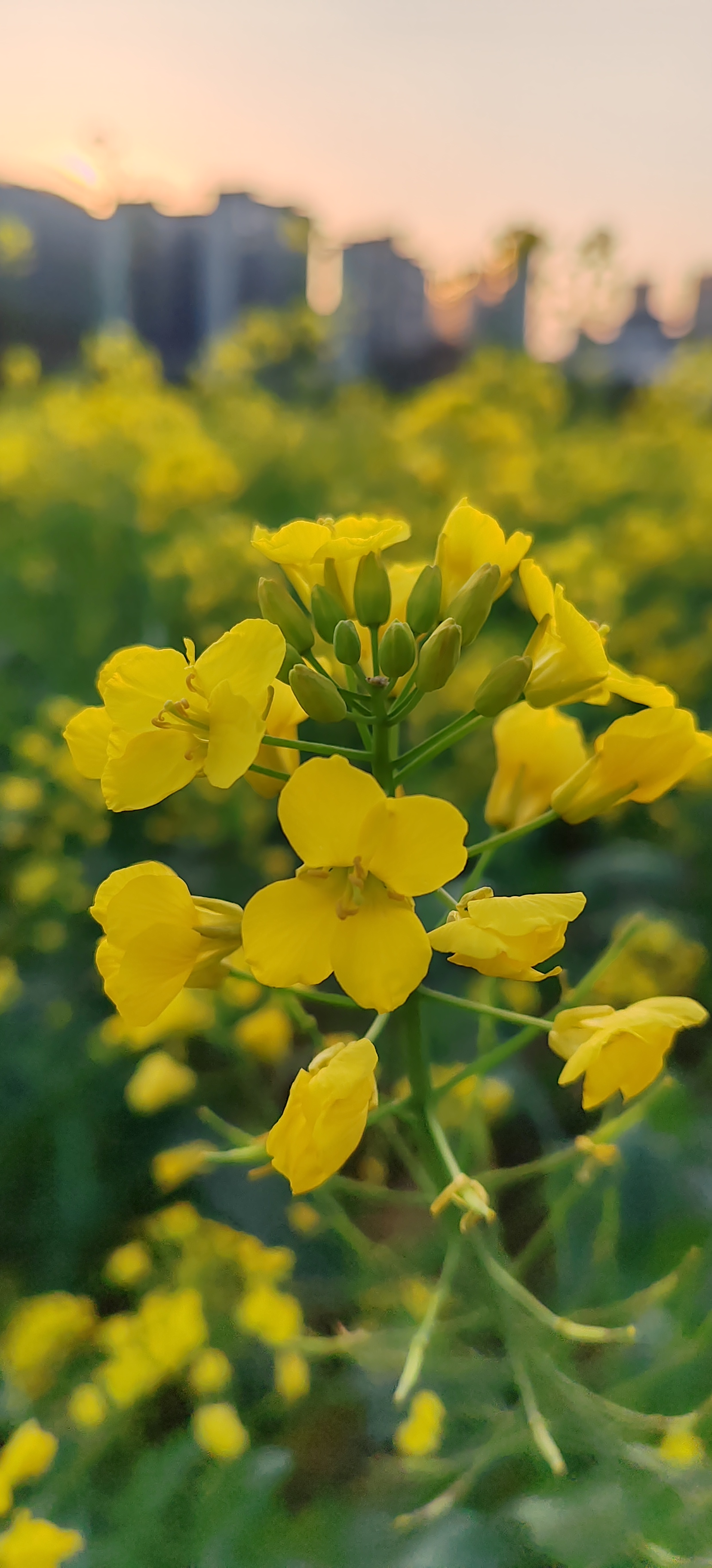 🌼 油菜花的春天 🌼  阳春三月是最美的季节