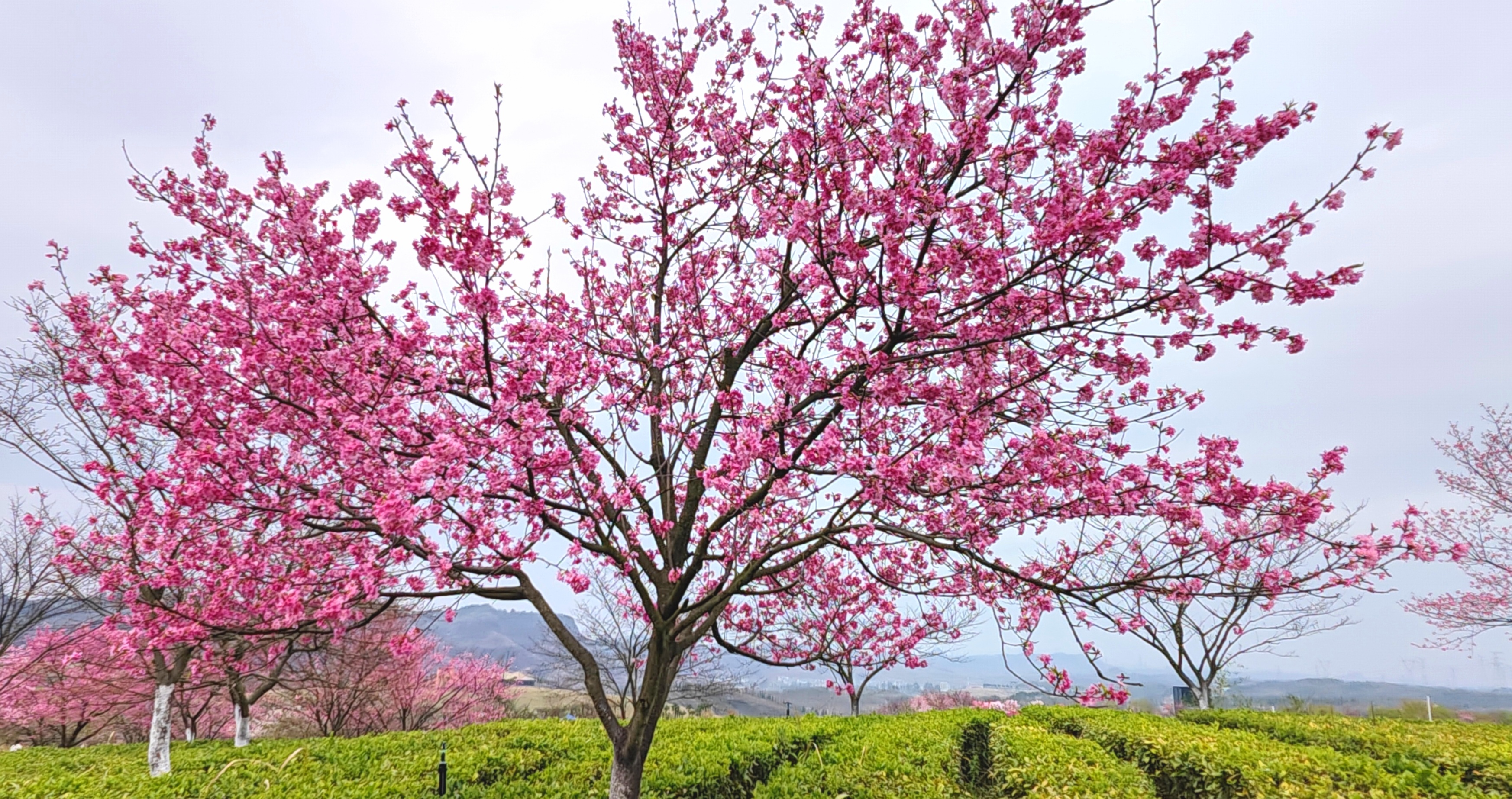 94樱花树下