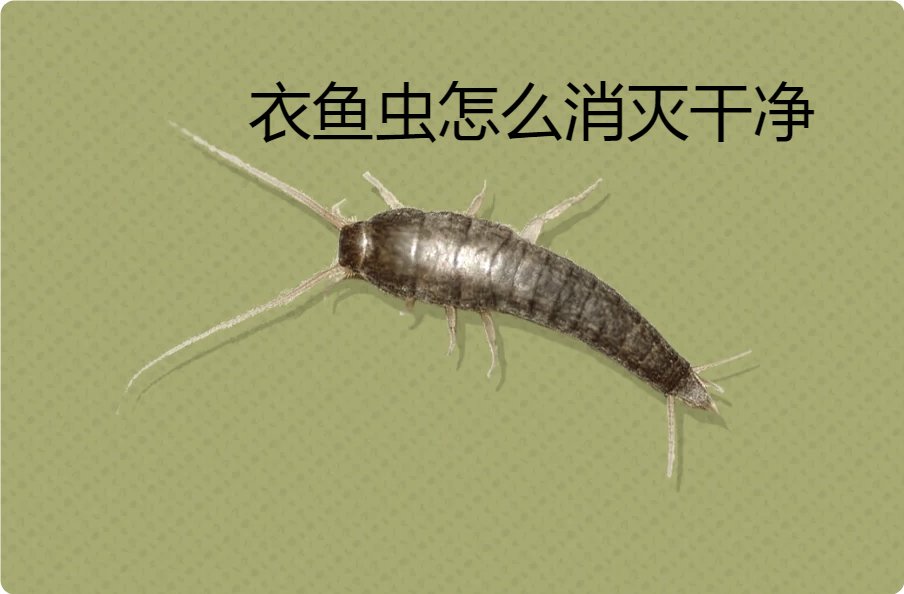 发现地板缝隙有衣鱼虫应该如何消灭呢?