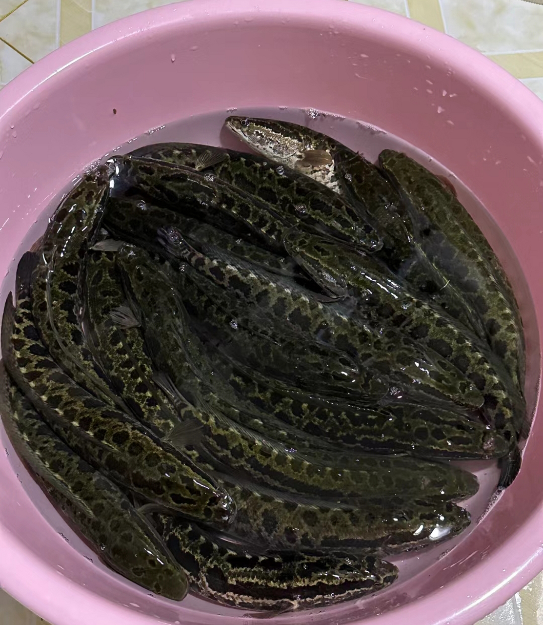 我爸去钓鱼,鱼没钓到,捡回来一盆子吓死人的柴鱼,但是怎么做啊?