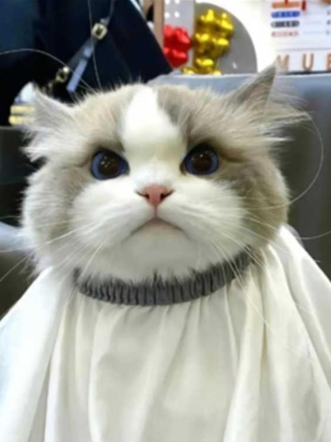 这个新造型必须满分,太招人稀罕啦!朋友们家里有养猫咪吗?