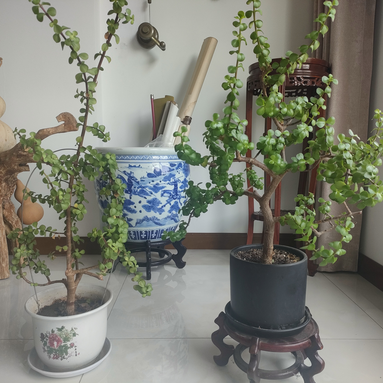 半年没修剪,疯长的两颗金枝玉叶.