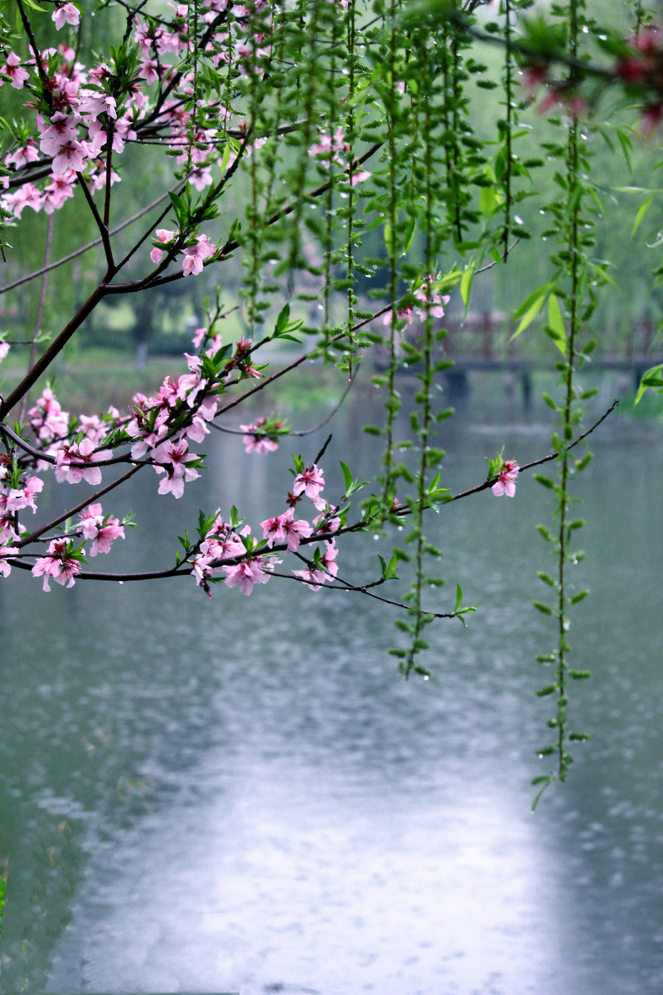 江南烟雨,春柳依依