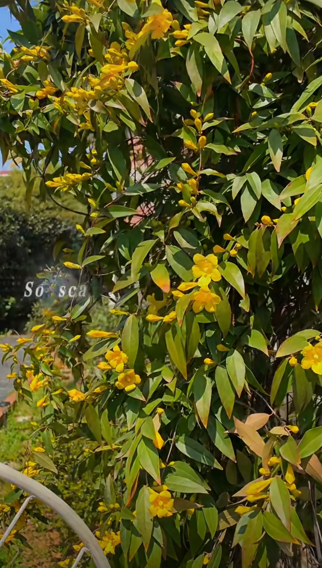 法国香水,又名法国香水茉莉,卡罗莱纳茉莉,是马钱科钩吻属植物,是美国