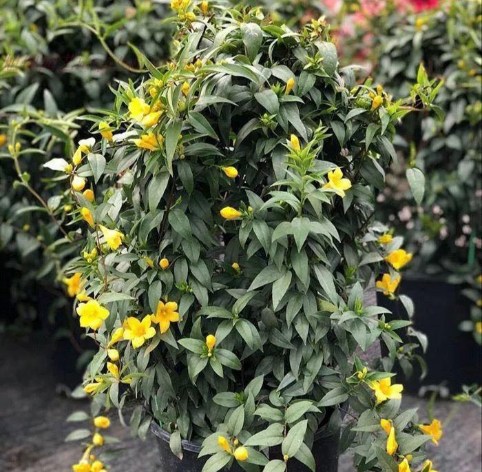 法国香水,又名法国香水茉莉,卡罗莱纳茉莉icon,是马钱科icon钩吻属