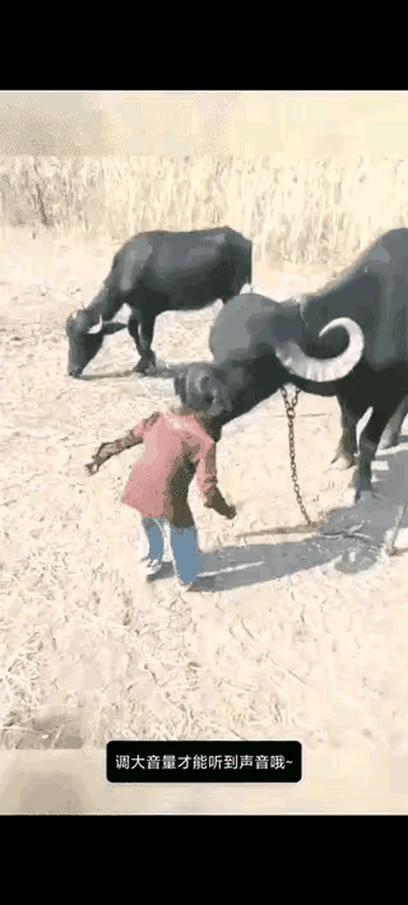 牛的智商,在动物界应该是数一数二般的存在吧