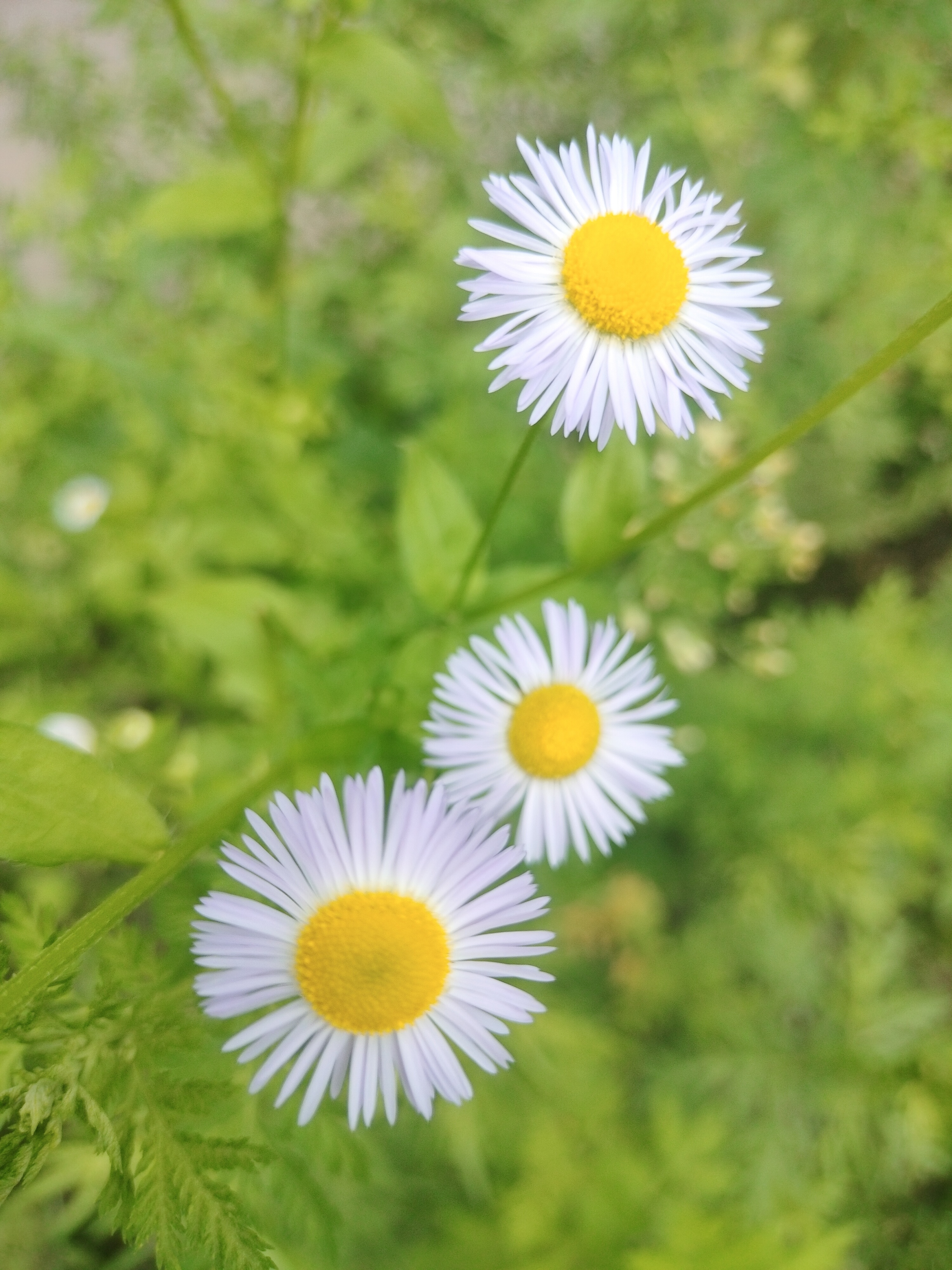 小小雏菊花,即使没人欣赏,独自静静的绽放,虽小但是一