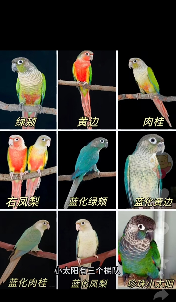 还有凤梨小太阳.