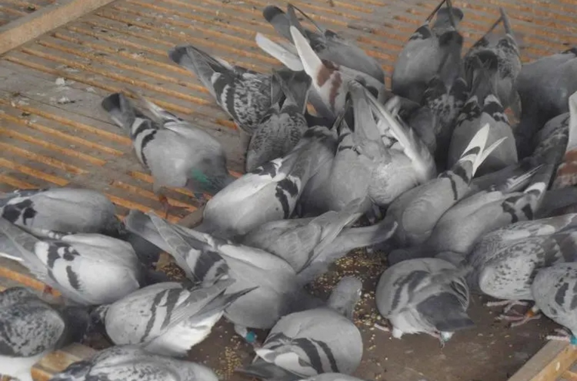 常常导致小鸽子出现呼吸困难,神经症状以及死亡率高等情况