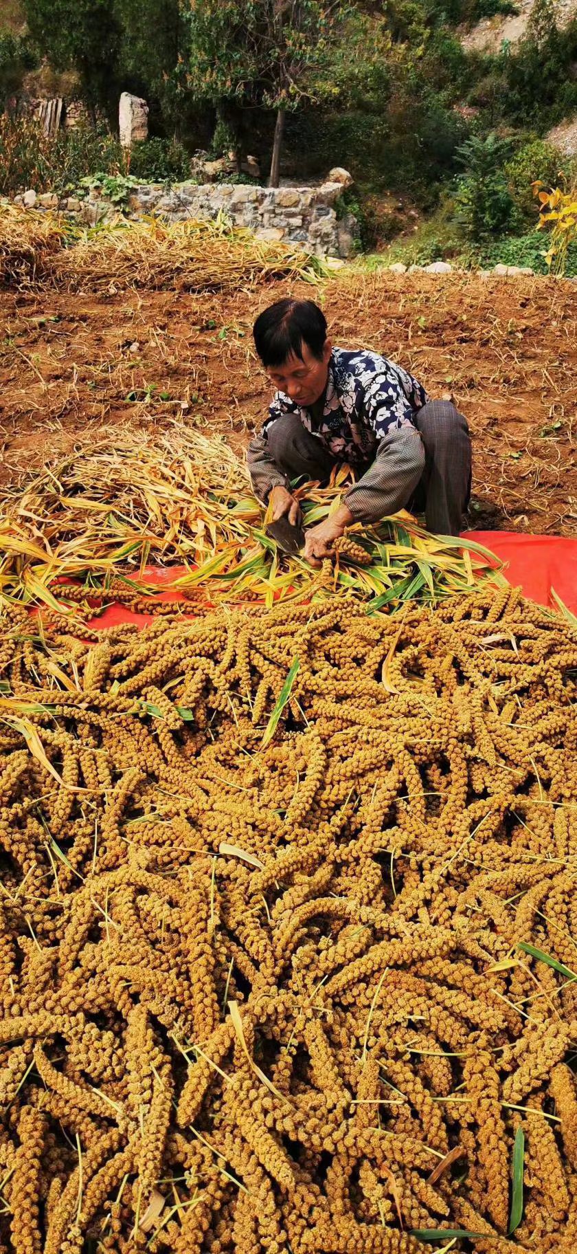 沂蒙山黄小米产于蒙山腹地,这里山高林密,一年四季气候温和,昼夜温差