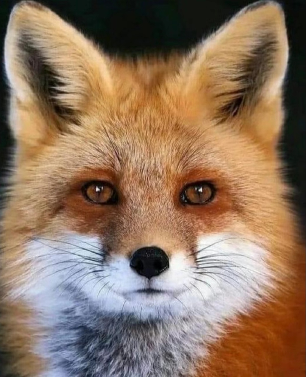 冷知识97:横瞳动物与竖瞳动物 横瞳指瞳孔呈现横向的长方形,此类