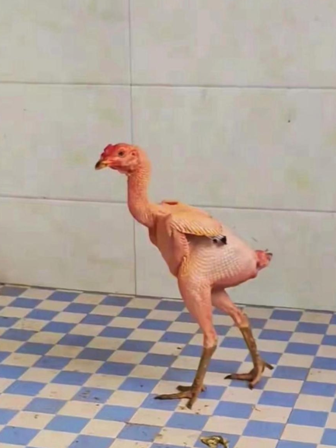 家里的鸡不知道怎么了,身上的毛不见了,难道和猫