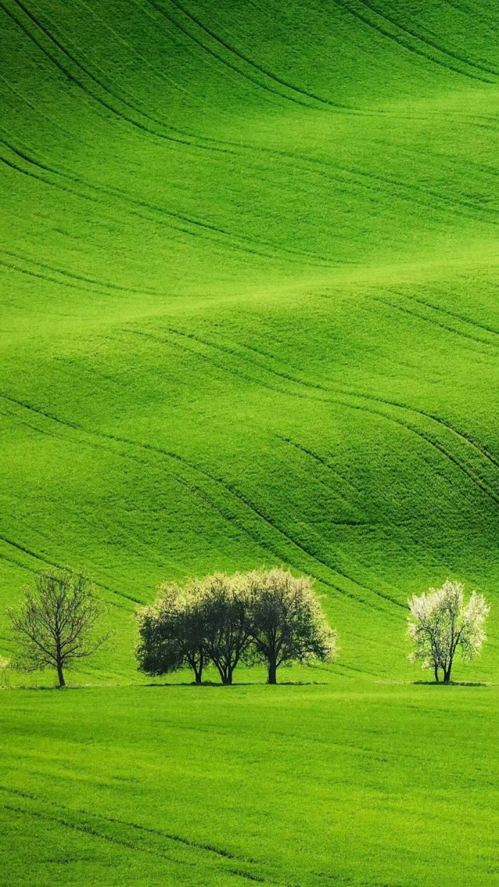 [鲜花][鲜花][鲜花]《黄帝内经》 伤阳气的几种坏习惯: 1.熬夜 2.