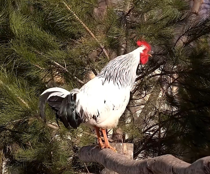 公鸡站在树枝上高唱,绿叶和树木环绕,宛如自然界的模特.