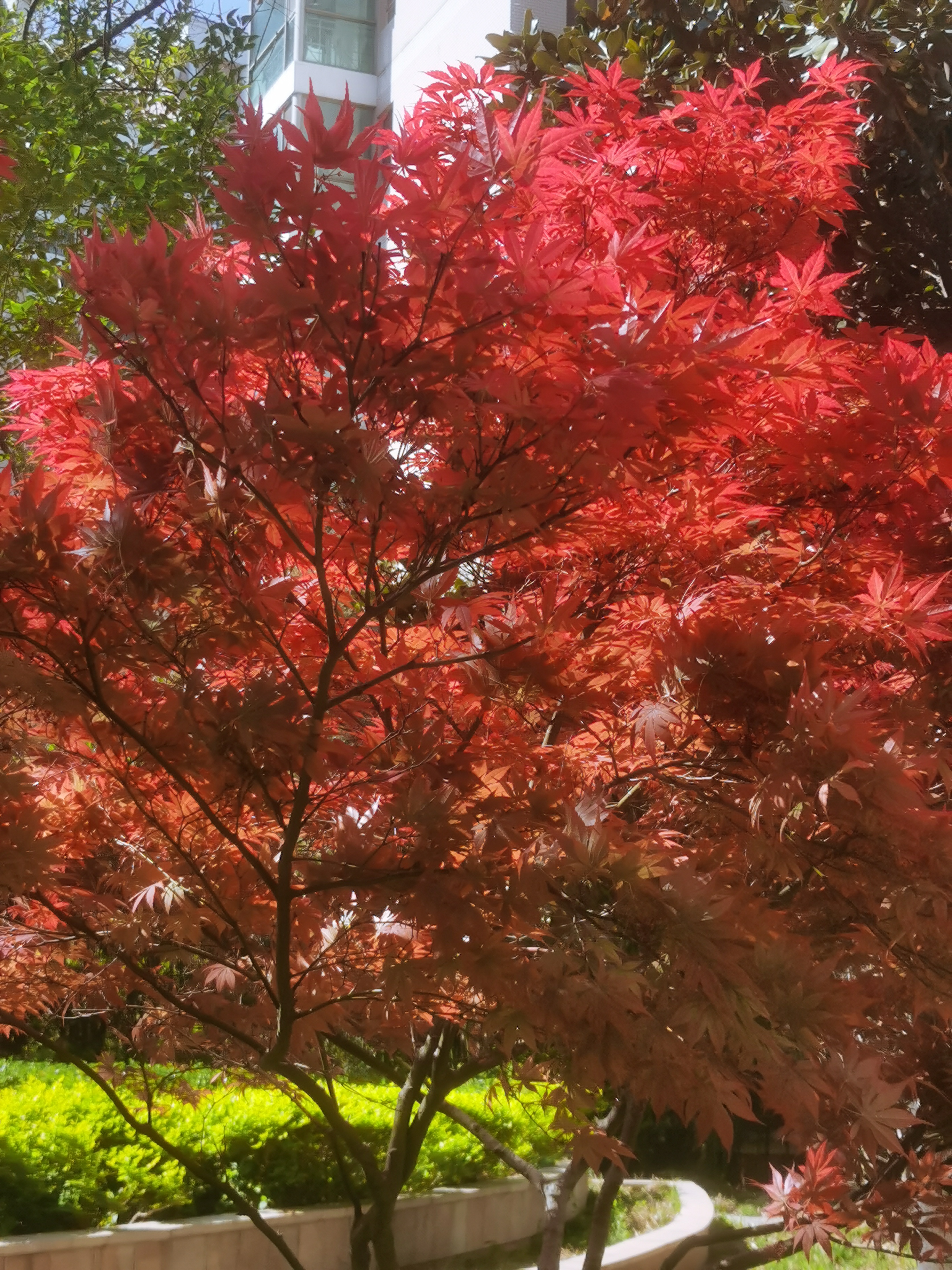 小区里有几颗红叶树,每年这个季节都特别的茂盛,已是秋意浓,红枫