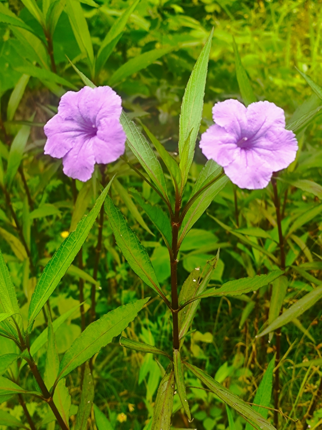 《伊斯特庄园》位于重庆沙坪坝歌乐山矿山坡苟家湾88号,毗邻颐路欢歌