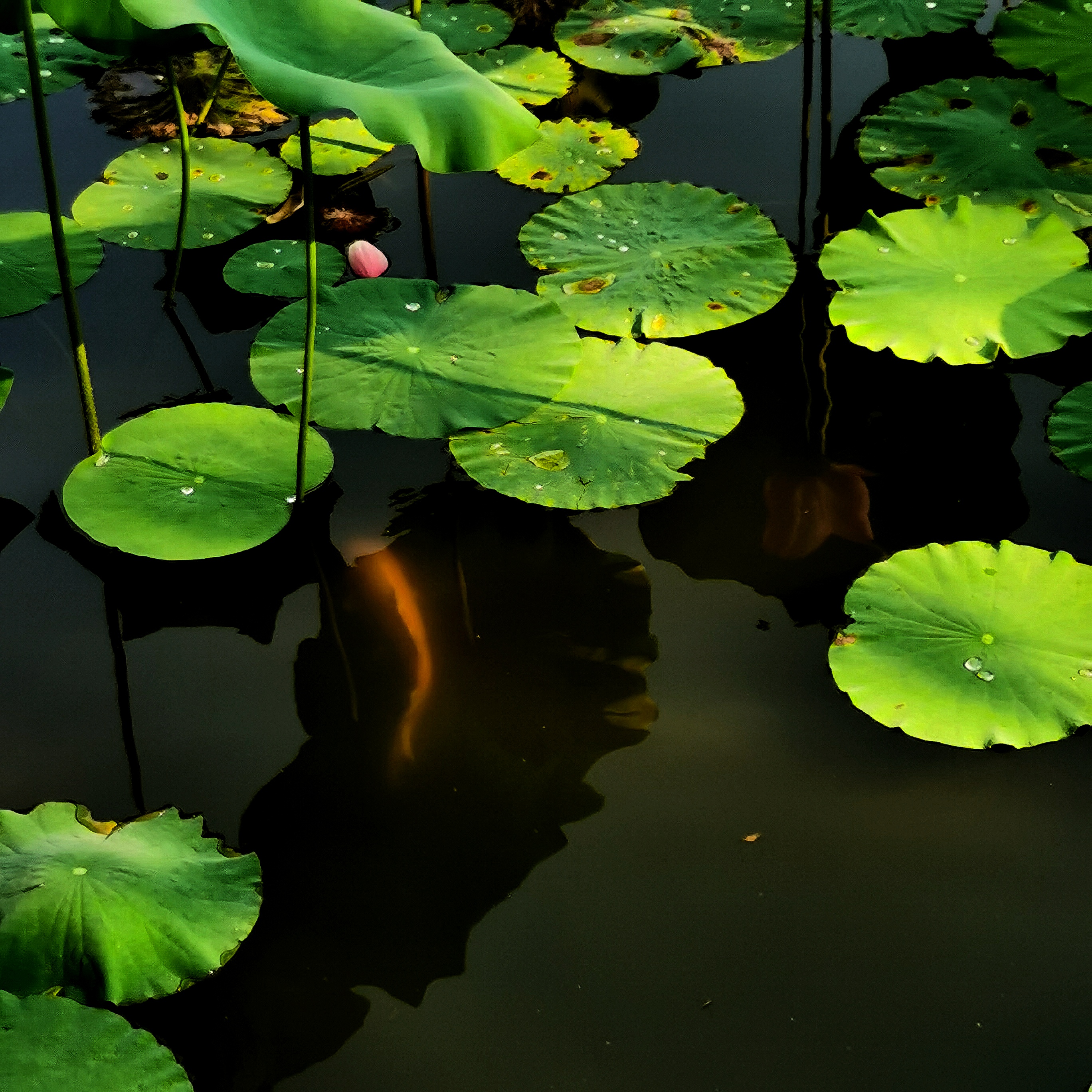 荷花池塘鱼图片