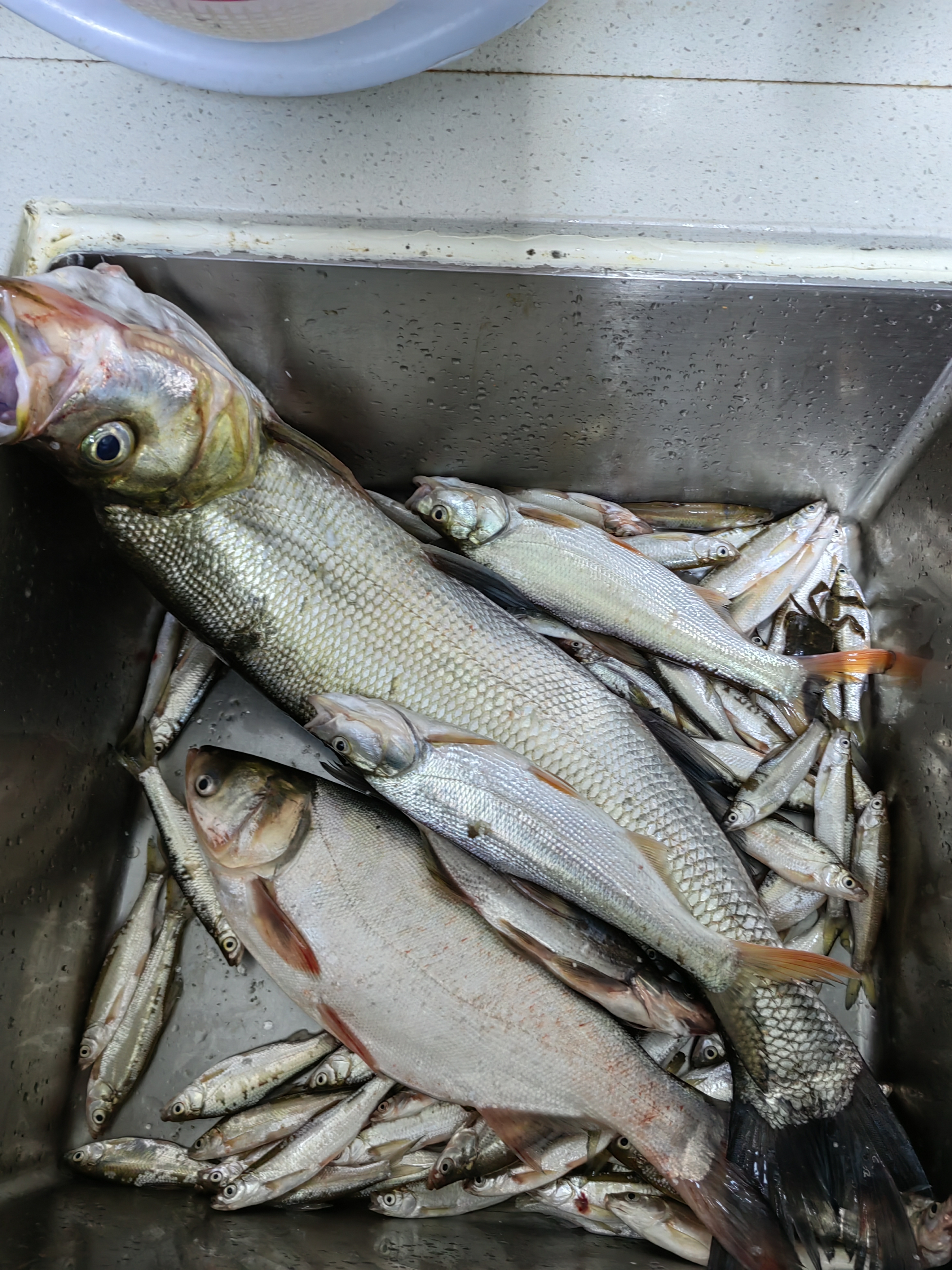 第一次钓到这种嘴巴很翘的翘嘴鱼,看起来有点吓人,有谁认识这是什么