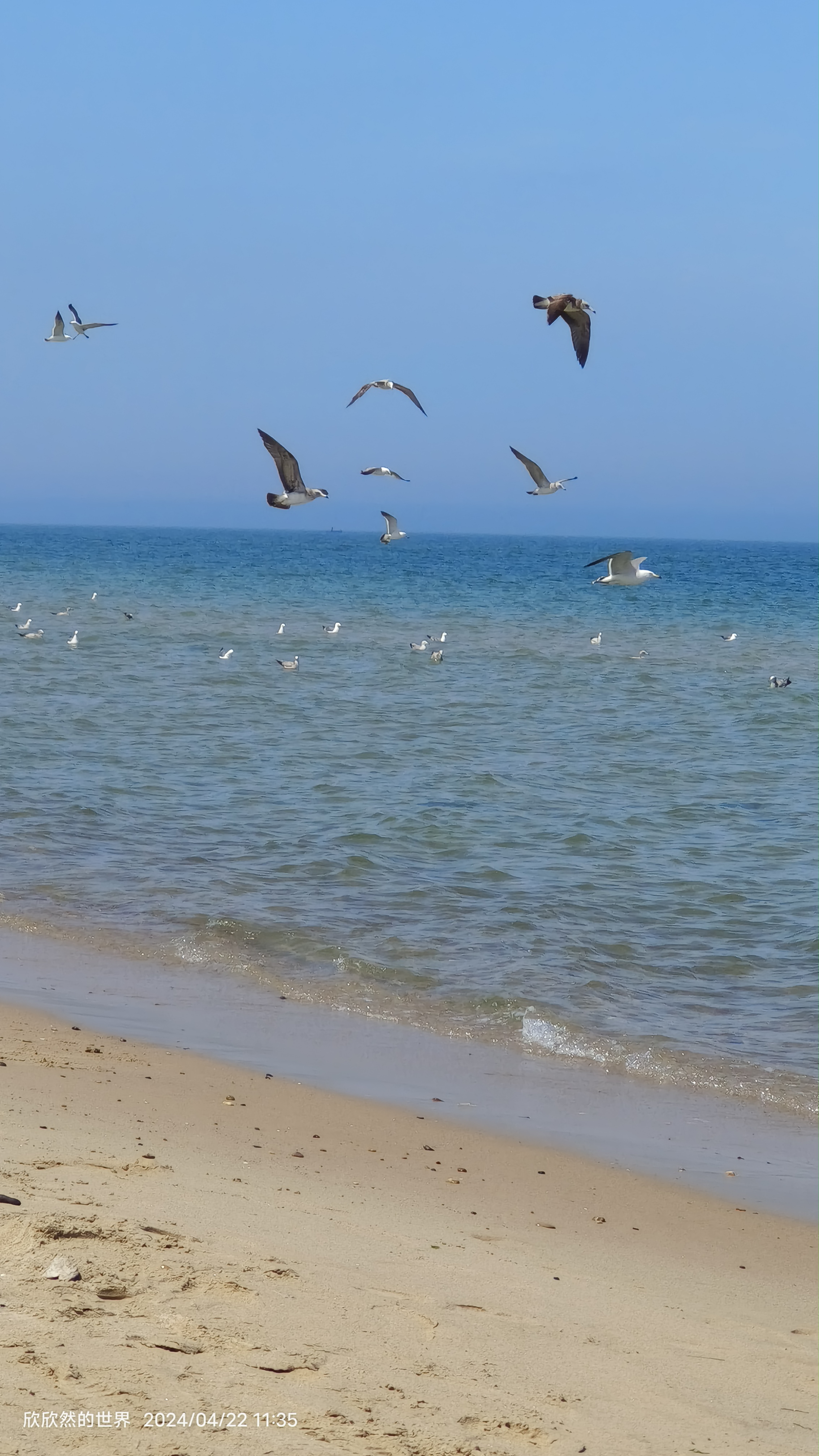 最美大海海鸥图片图片