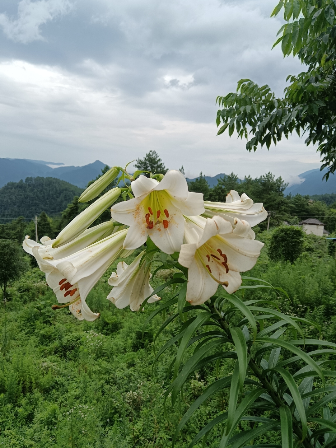 山上野百合图片