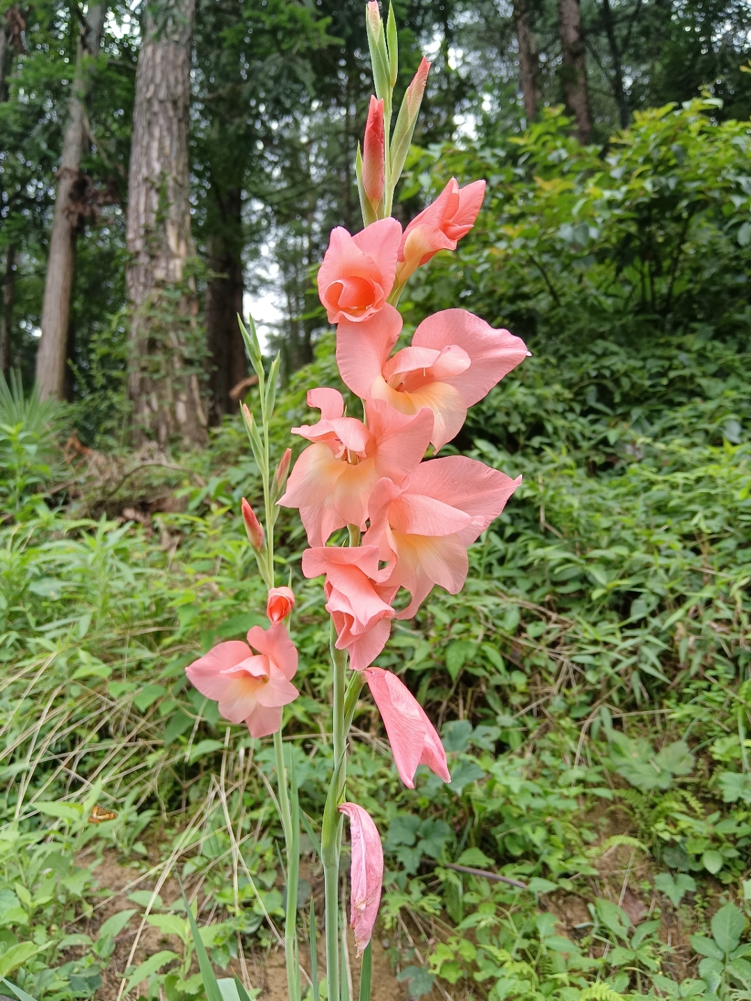 山上野百合图片