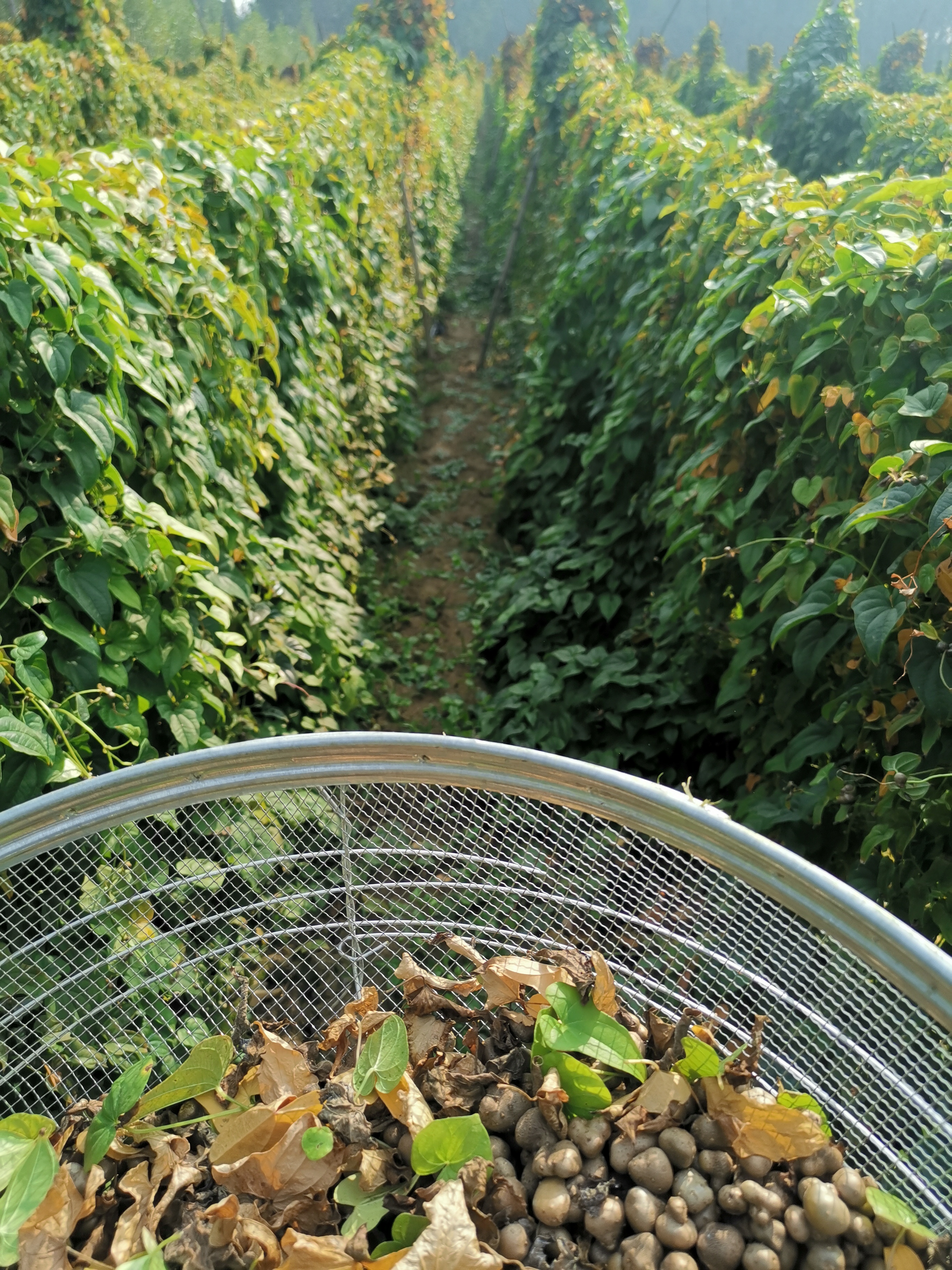 采摘山药豆,辛苦并快乐着[开心]