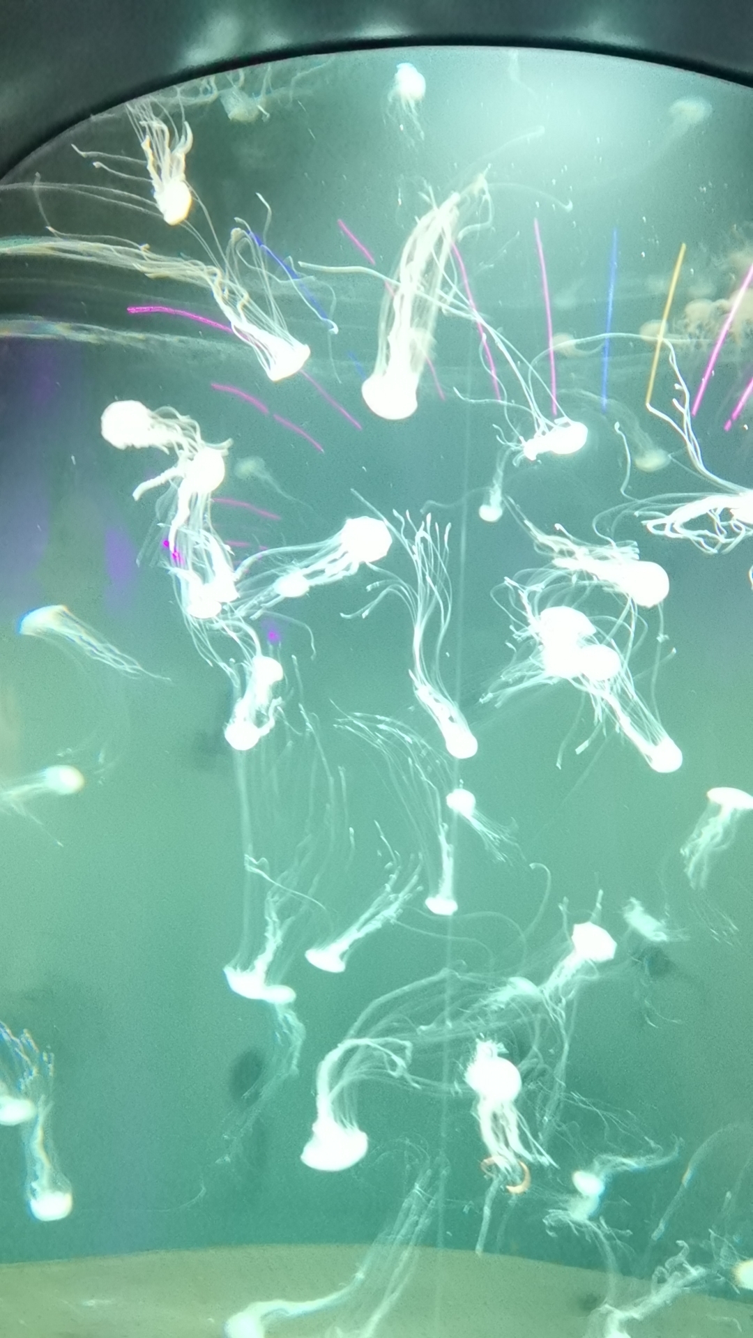 水母在水中翩翩起舞,宛如银河落入海洋.