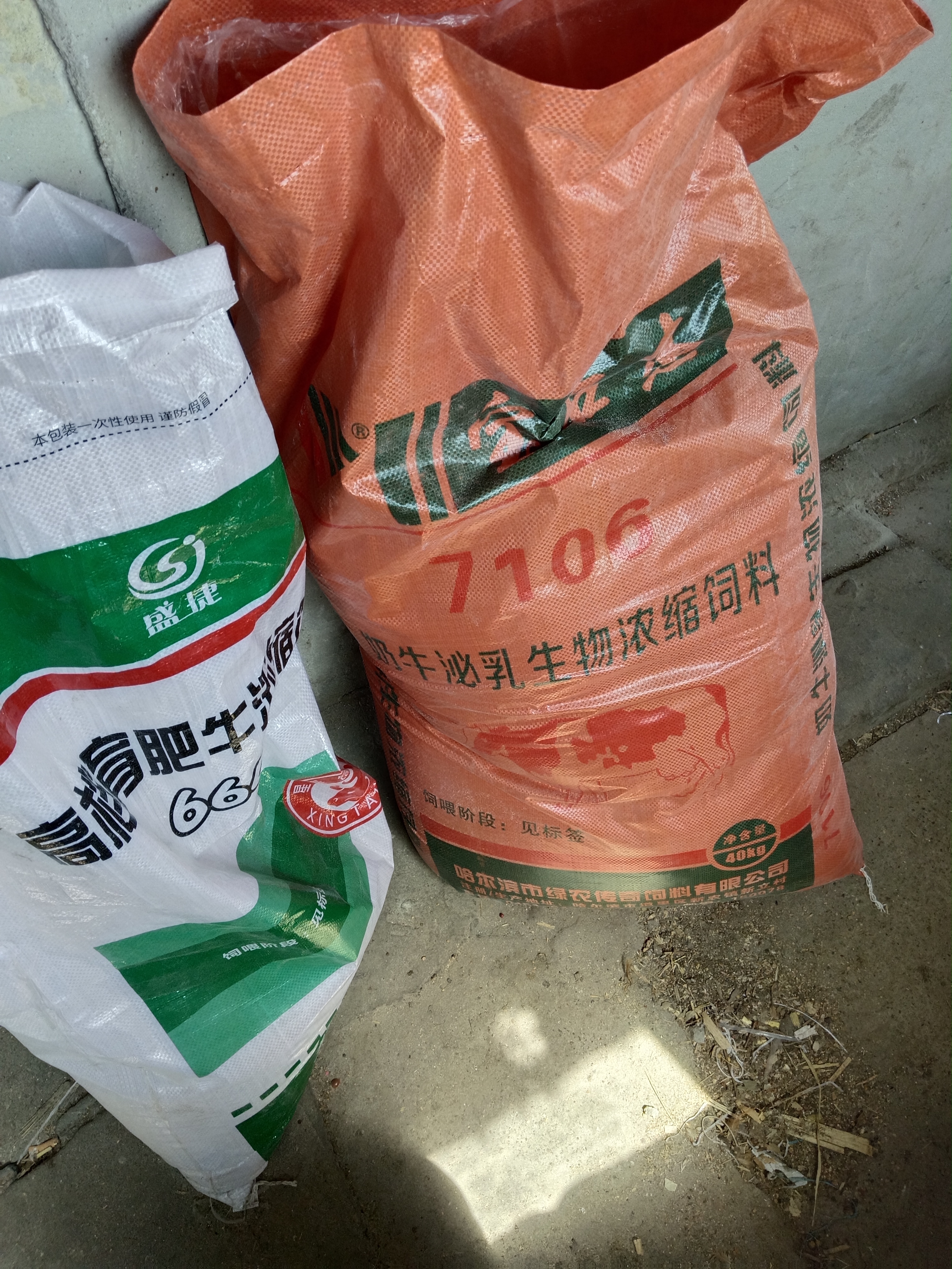 牛儿们悠闲地吃着草,棕色与白色交织的毛发在阳光下闪闪发光