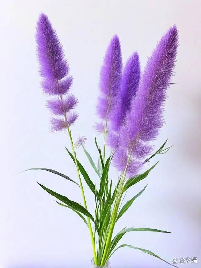 这束紫色花束紫色毛茸茸的花一整片电影里紫色花束图片大全唯美