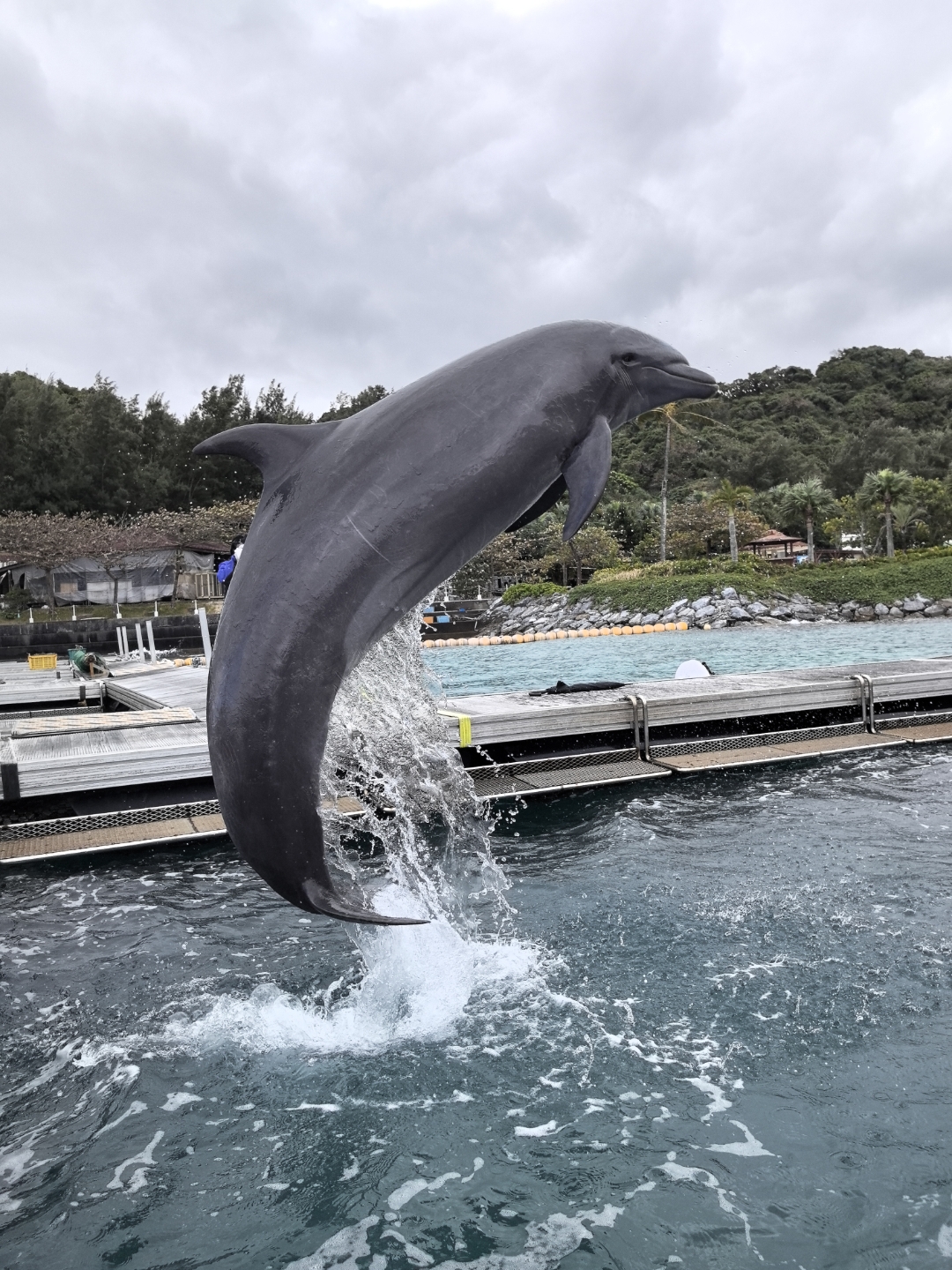 海豚一跃海水腾, 矫健身姿逸趣增, 四海为家激情奔