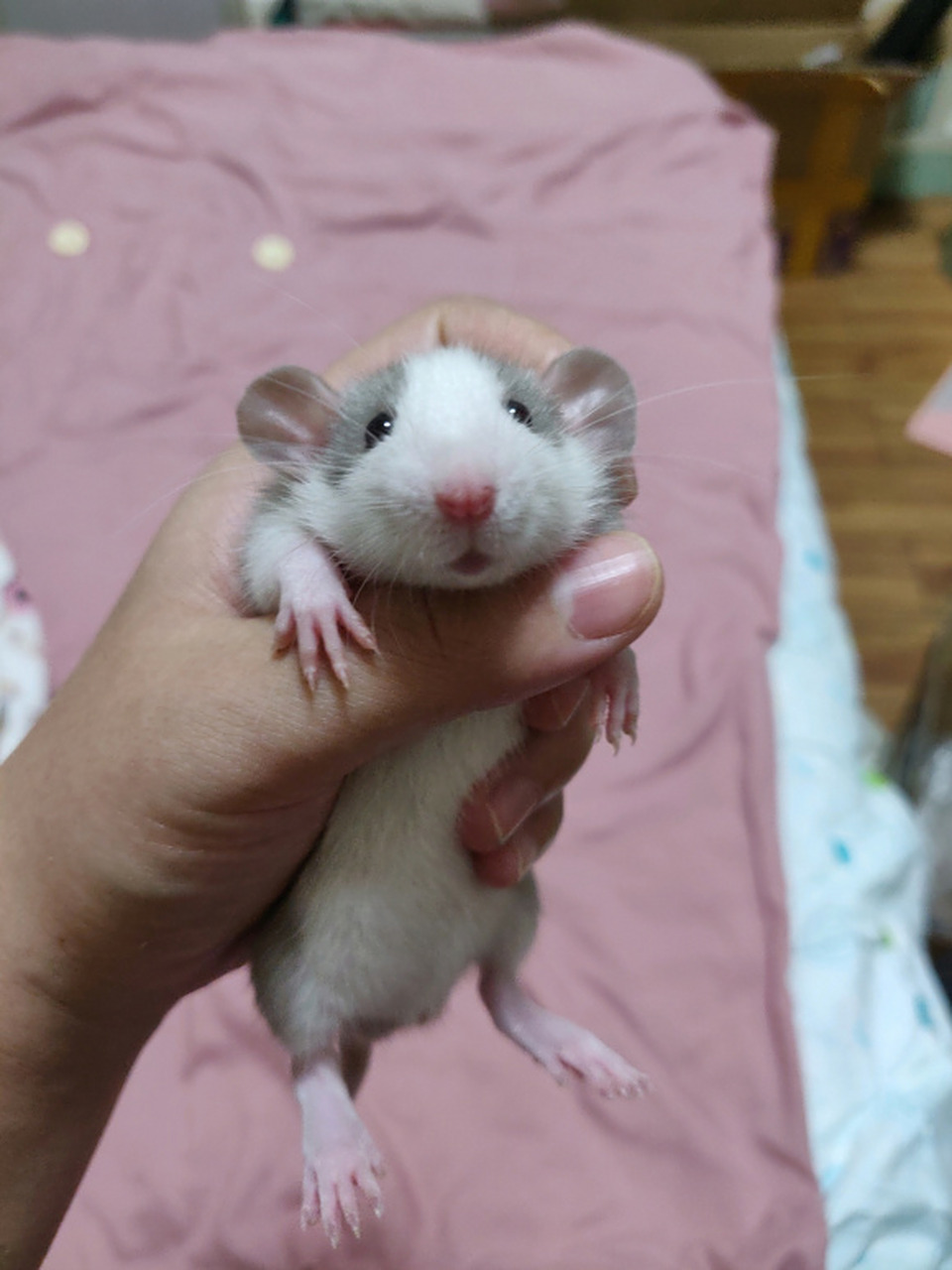 我养过的冷门宠物# 花枝鼠fancy rat,又名奶牛大白鼠,花枝鼠毛上耨