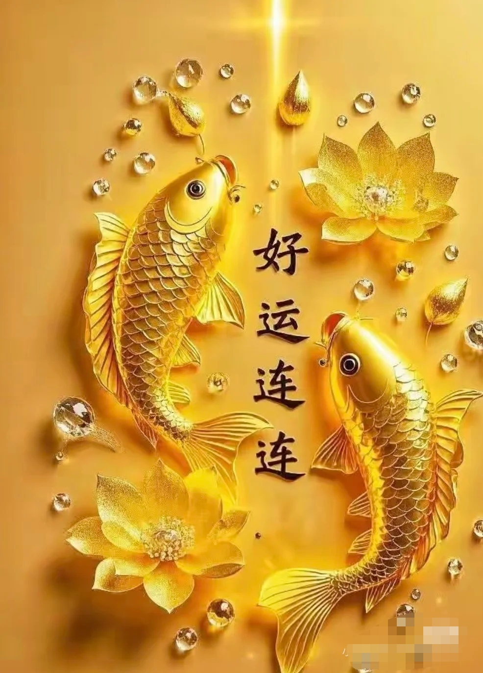 锦鲤,自古便是吉祥象征,寓意富足与幸运