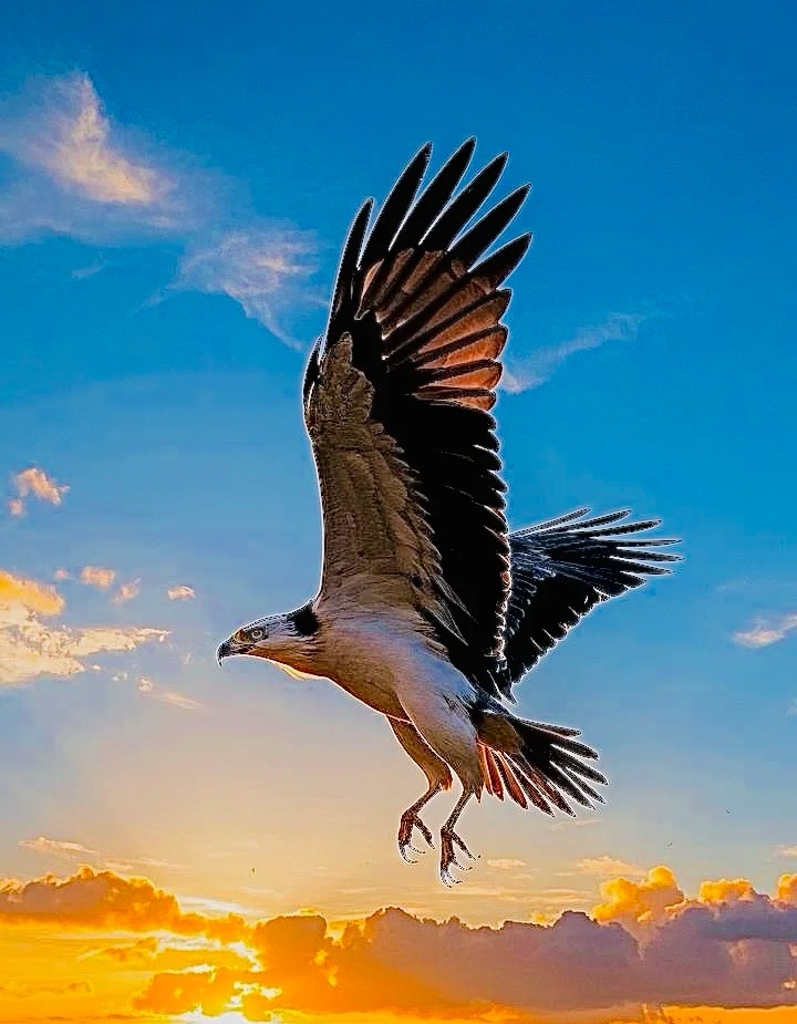 一只雄鹰展翅翱翔于这绚烂的天幕之下,它的羽翼在光影中闪烁着力量与
