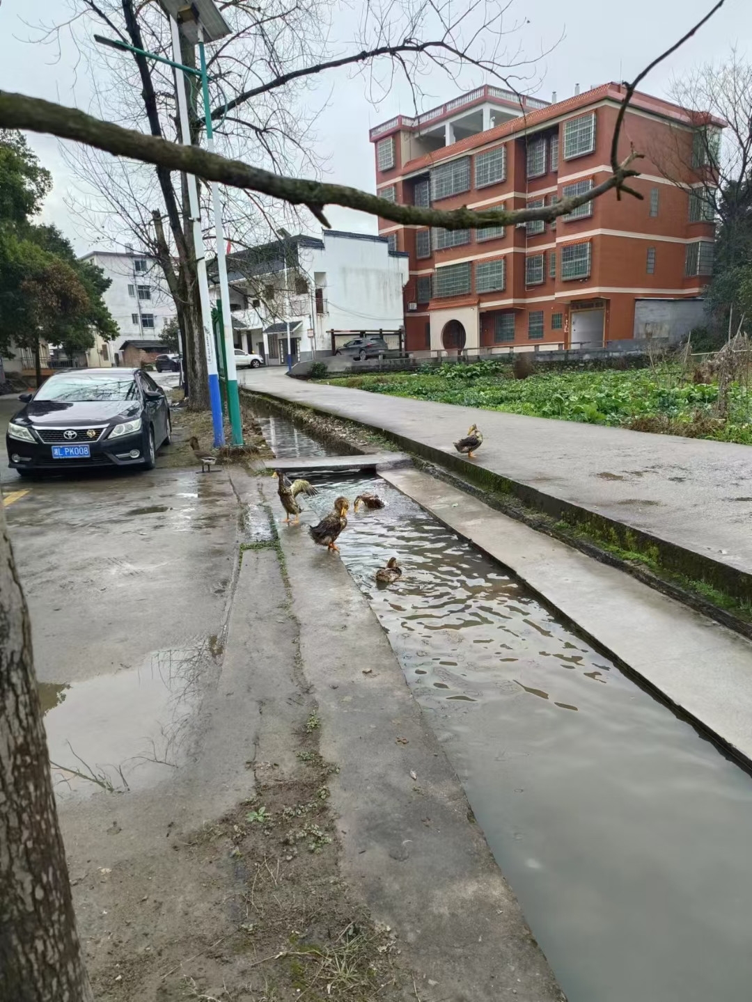 村里确实哪哪都不好,这一条沟又是洗衣又是鸭的,难道水是流动的嘛,就