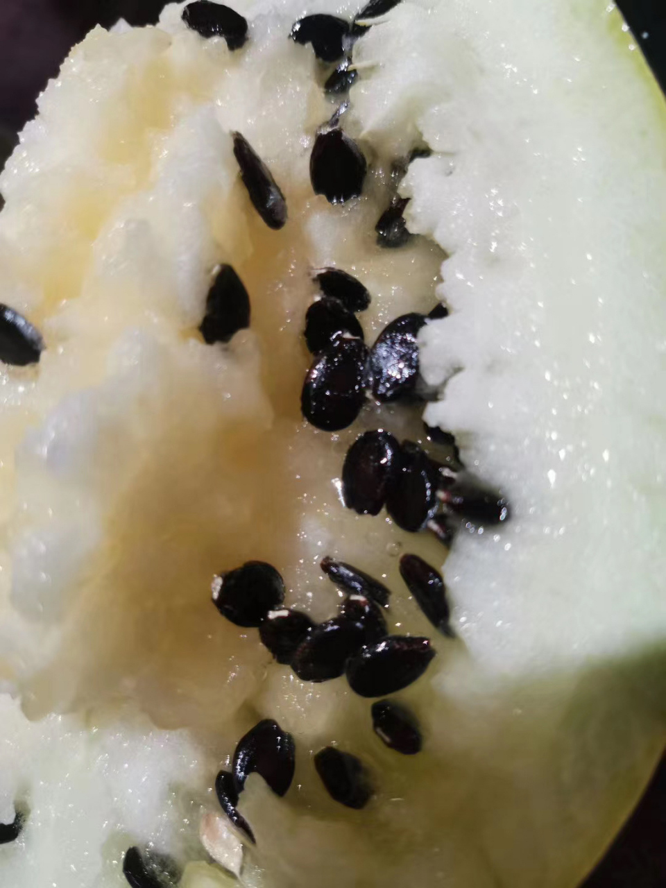 我为自己家乡代言: 籽瓜生长在我的家乡甘肃靖远高湾