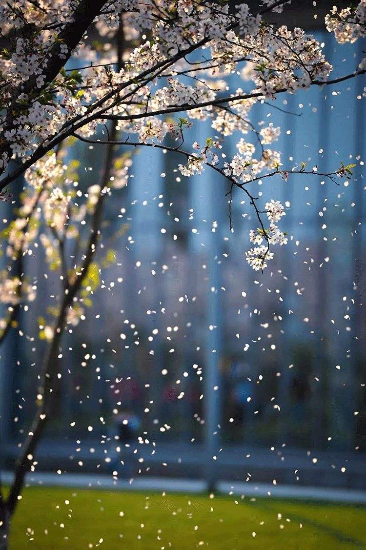 三月踏青风拂雨图片