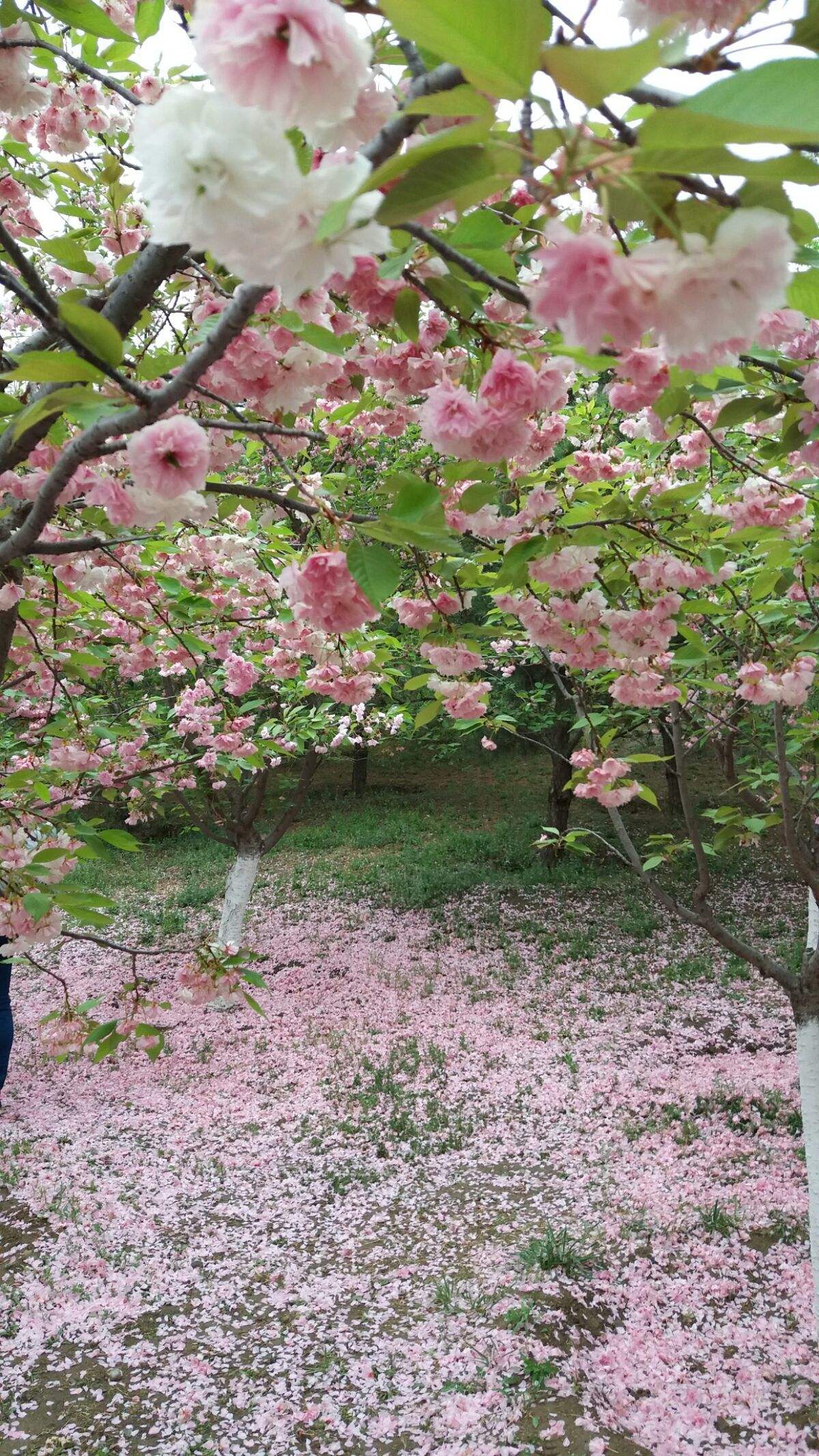 三月踏青风拂雨图片