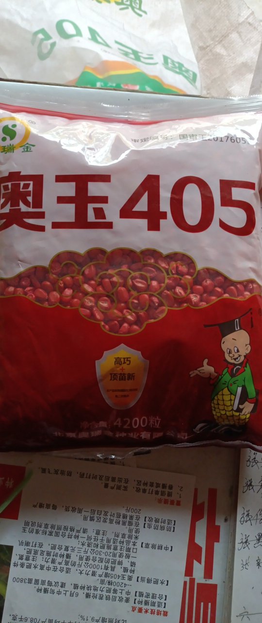 超高产玉米奥玉405