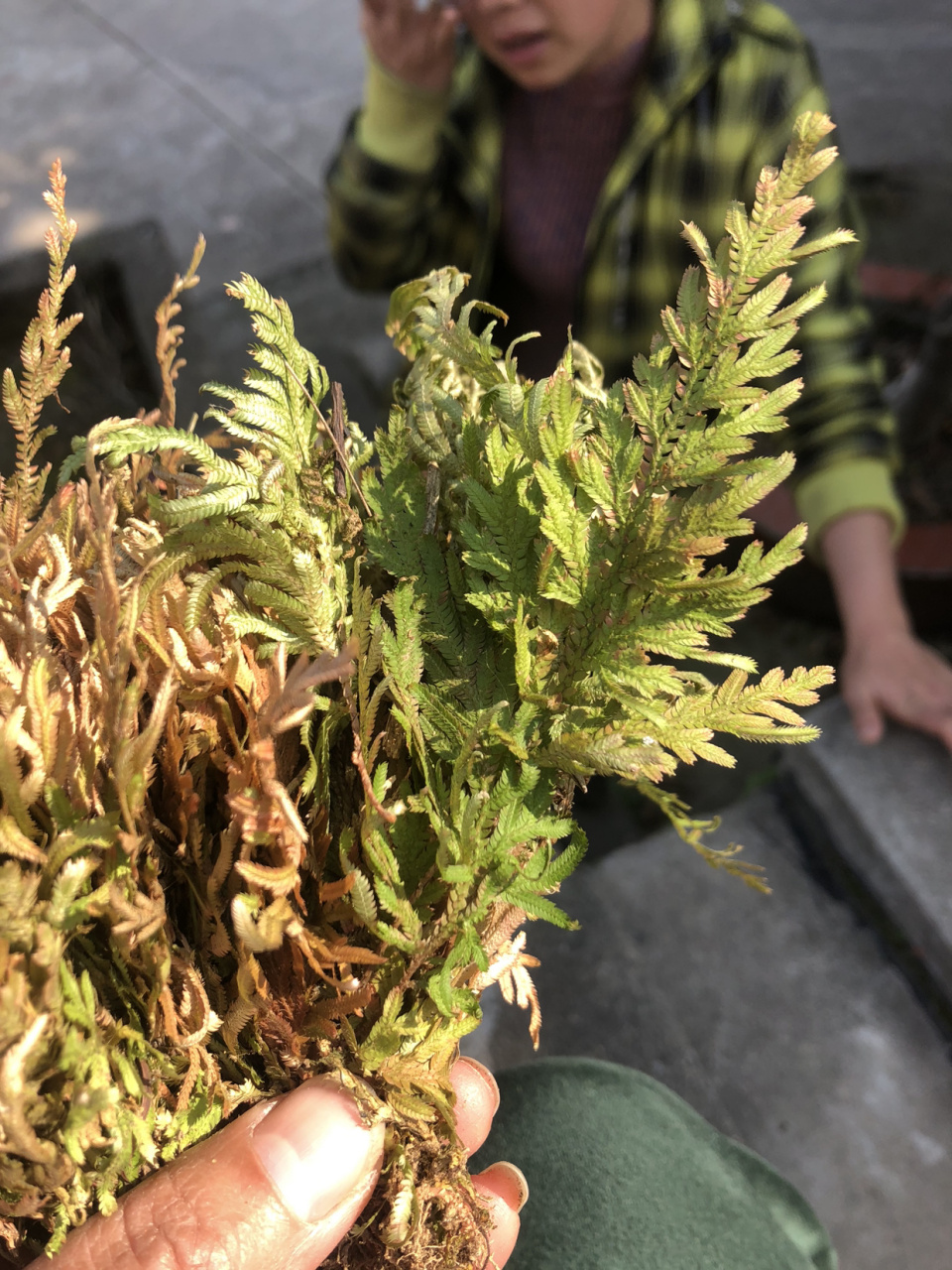 "肺炎草"闽南话,治胸闷