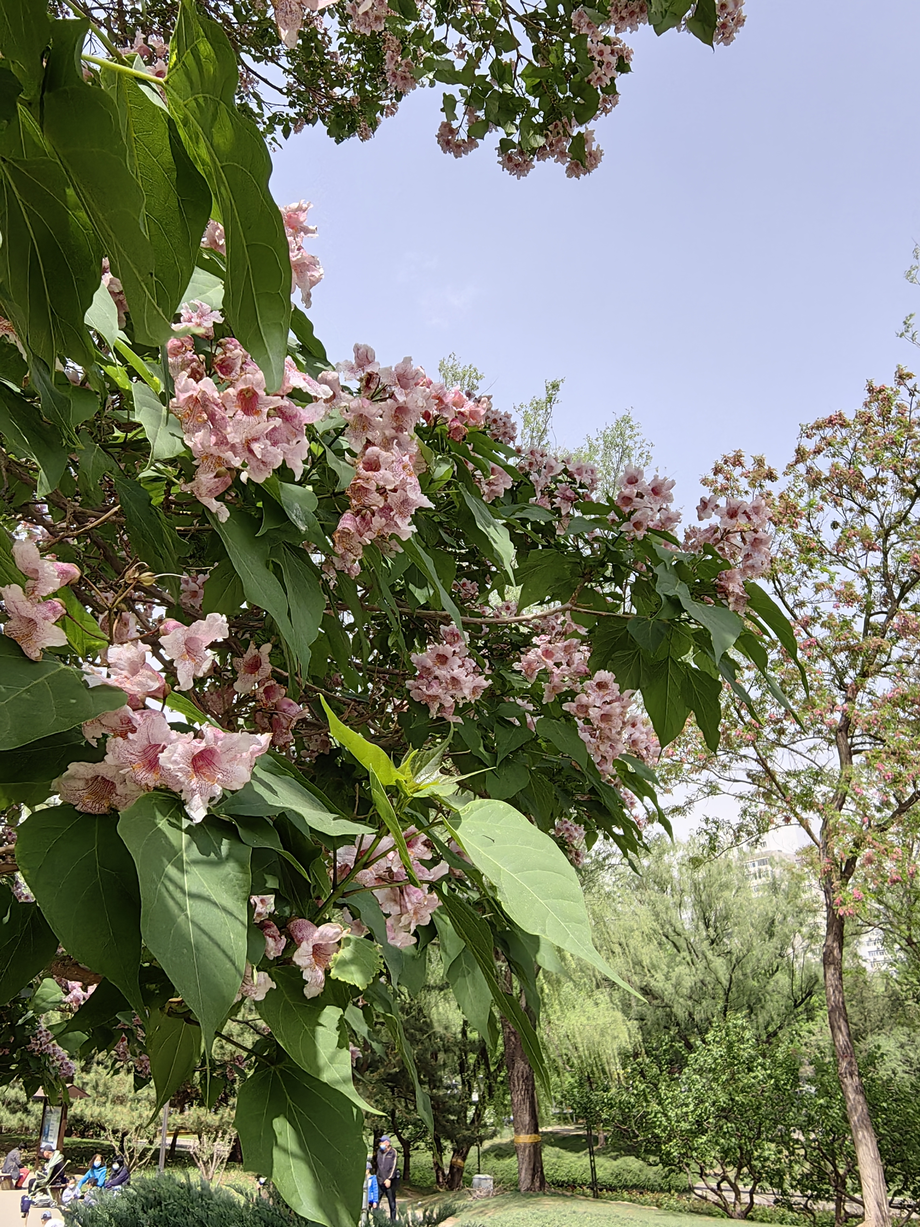 楸木开花图片